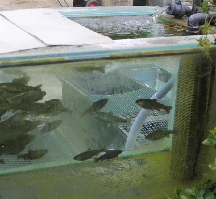 using trout in aquaponics